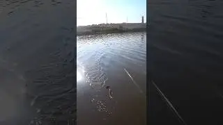 Сразу после заброса #рыбалка #fishing #shorts