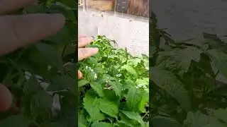 С рассадой всё в порядке))