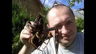 Спасение раков от варки. Благородная пересадка раков в свой пруд