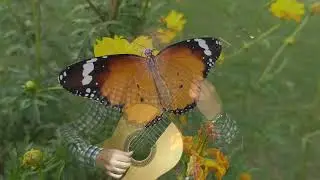 La Mariposa y La Pequeña Flor [The Butterfly and the Little Flower]