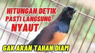murai batu nembak tengkek buto kuntilanak full ngerol panjang untuk masteran dan pancingan