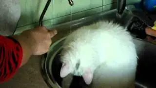 Кошка в мойке.AVI