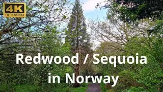 Growing in Norway! Sequoiadendron giganteum (Giant Redwood), Sequoia sempervirens (Coastal Redwood)