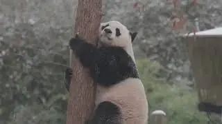Снег и панда
