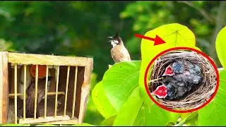 Bẫy Chim Chào Mào Bổi Mới Nhất. Gặp Chiến Binh Đang Nuôi Con.
