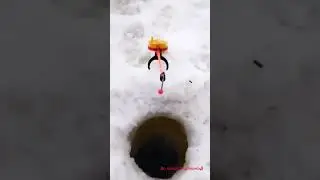 Собака рыбак!