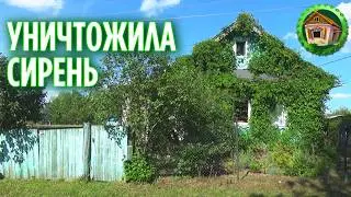 Уничтожила сирень. Неужели зря? 287 серия