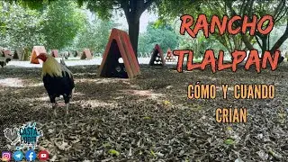 How and when they breed at Rancho Tlalpan
