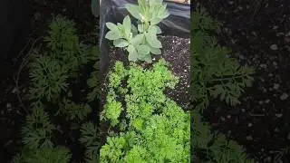 Las habas en flor y las zanahorias muy sanas en maceta