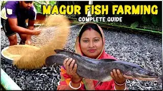 Magur (Catfish) Fish Farming - Complete Guide