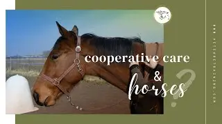 Cooperative care & horses?
