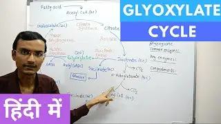 Glyoxylate Cycle in Hindi