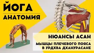 Мышцы плечевого пояса в Урдхва Дханурасане