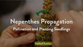Nepenthes Propagation: Pollination and Planting Seeds