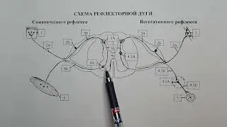 Всё о рефлекторной дуге в одном видео. Разбор и решение задач.
