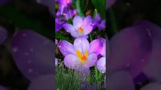С добрым летним утром!
