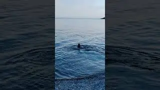 Окса под Коксом. СПАСЕНИЕ УТОПАЮЩЕЙ.