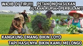 PETANI MAMPU DAPATKAN PUNDI PUNDI KEUNTUNGAN!? DENGAN BUDIDAYA KANGKUNG???