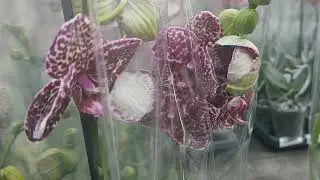 16.08.24.ПЛАНЕТА ЛЕТА🌺
