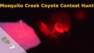 Mosquito Creek Coyote Contest Hunt