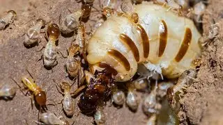 Termite Queen and Her Colony
