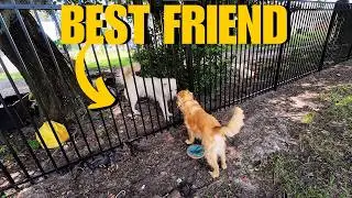 Dog Mom's POV: DOG PARK