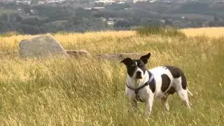Happy dog