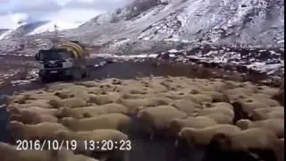 Бараны на дорогах  ДТП