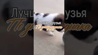 Лучшие друзья по знаку зодиака 🤝