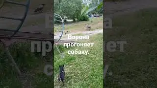 Ворона прогоняет 🐕