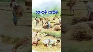Kumburu Govithana #shorts