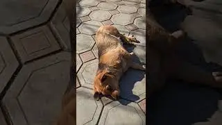 греются на солнце собачки Милка и Тонька #shorts #homeanimals #dogs #шортс #собачки #рекомендации