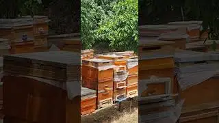 Oğul birleştirme yöntemi