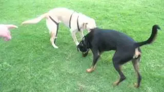Harley & Lola