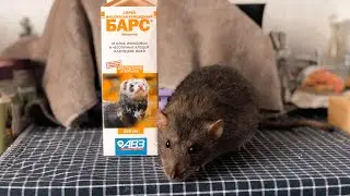 Паразиты у крыс - как лечить? 🐀
