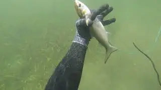 Recopilación de tiros en la pesca submarina - lisa - pargos - picuda (barracudas) - sepias - chopas