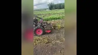 И снова удаление ботвы картофеля