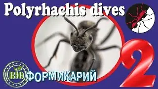 Муравьи Polyrhachis dives. Муравьиная ферма Биотоп. 2