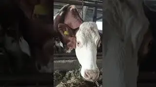 Красно-пестрый голштин.КРС.Породы КРС. Содержание КРС. Выращивание коров.Коровы на ферме.Зоотехния