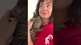 ¡El gatito que no se tenía en pie ahora está tocando el cielo!