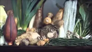 İnsan Anatomisi İle İlgili Videolar