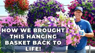 How We Brought This Hanging Basket BACK to Life - Hanging Basket Recue!