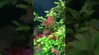 Ansitrus super red