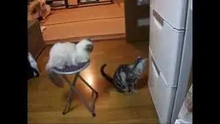 Прикольные животные Откройте холодильник   !!!