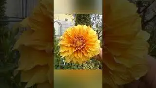 Георгина сорт Спартакус оранж.  