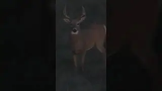 Have you ever taken a shot at this angle? #whitetailbucks #hunting #deerhunting #deer #bigbucks