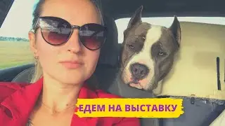 Международная выставка собак в Минске. Гости из Литвы