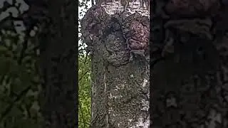 Рыжий, сероглазый пигмей угрожающе смотрит на сероглазую, моргающую гориллу выглянувшую из-за дерева