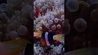 A clownfish couple protecting their bubble-tip anemone home from me! #fish
