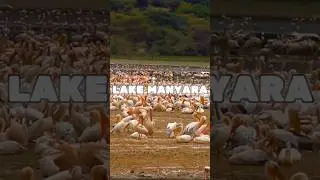 Lions and tigers and bears? No! Flamingos, giraffes, and baboons!